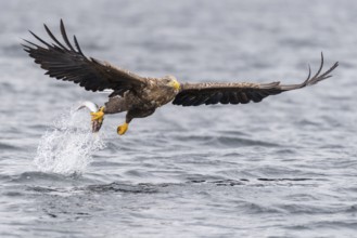 White-tailed Eagle (Haliaeetus albicilla) hunting, Norway