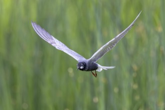 Black Tern (Chlidonias niger) flying, Netherlands