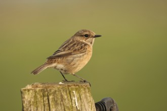 European Stonechat (Saxicola rubicola) female, Lower Saxony, Germany