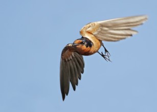 Barn Swallow (Hirundo rustica) flying, Saskatchewan, Canada