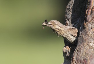 Eurasian Wryneck (Jynx torquilla), Baden-Wuerttemberg, Germany