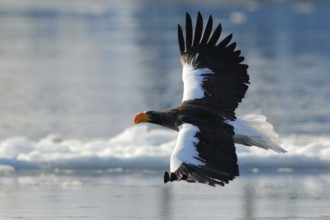 Steller's Sea Eagle (Haliaeetus pelagicus) flying, Hokkaido, Japan