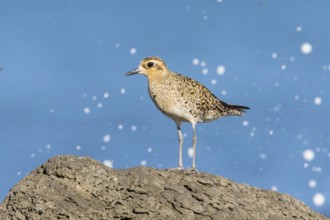 Pacific Golden Plover (Pluvialis fulva), Victoria, Australia