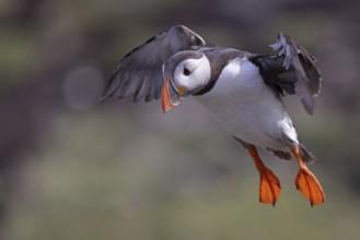 Atlantic Puffin (Fratercula arctica) landing, Scotland, United Kingdom