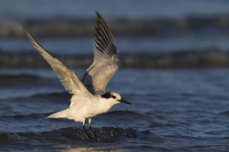 Sandwich Tern (Thalasseus sandvicensis) flying, Florida, USA
