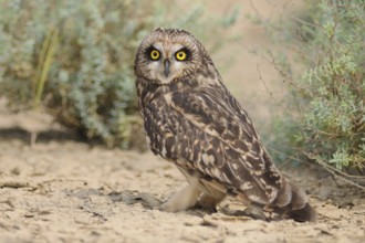 Short-eared Owl (Asio flammeus), India