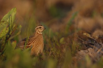 Common Quail (Coturnix coturnix), Mallorca, Spain