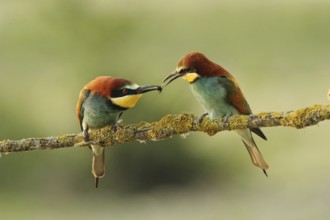 European Bee-eater (Merops apiaster) pair displaying, Piedmont, Italy
