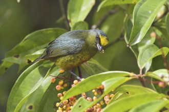 Olive-backed Euphonia (Euphonia gouldi) male, Costa Rica
