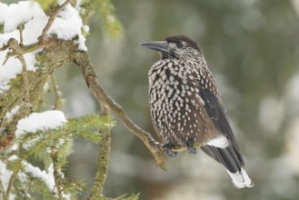 Spotted Nutcracker (Nucifraga caryocatactes), St. Gallen, Switzerland