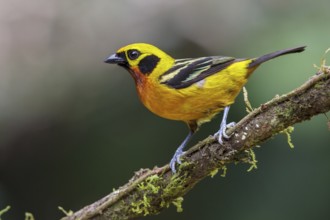 Golden Tanager (Tangara arthus) perched on a branch in Manu National Park, Peru