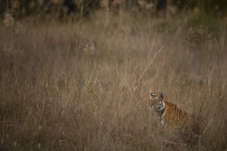 Bengal tiger (Panthera tigris tigris), lying in the tall grass, Bandhavgarh National Park,