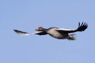 Greylag goose (Anser anser), flying, North Rhine-Westphalia, Germany
