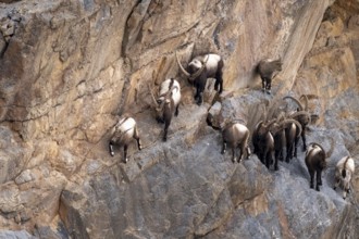 Siberian ibex (Capra sibirica), climbing a steep wall, Himalayas, Spitital, Kaza, Himachal Pradesh,