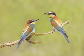 Bee-eater (Merops apiaster) pair sitting on a branch, male, female, breeding, wildlife, mating,