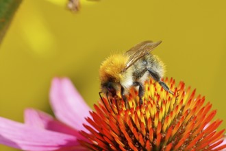 Field bumblebee (Bombus pascuorum), collecting nectar on a purple coneflower (Echinacea purpurea),