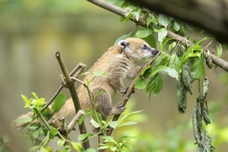 South American coati (Nasua nasua) youngster klimbing a little tree, captive, Zoo Augsburg