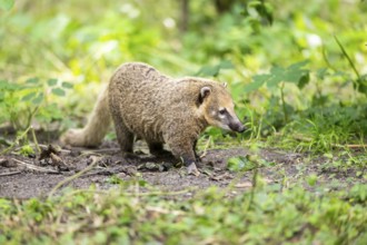 South American coati (Nasua nasua) standing on the ground, captive, Zoo Augsburg