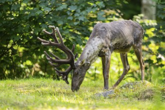 Caribou (Rangifer tarandus) standing on a meadow, captive, Zoo Augsburg, Bavaria, Germany