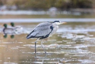 Grey heron (Ardea cinerea) Germany