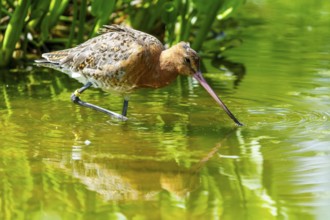 A bird reaches into the water with its beak, black-tailed godwit (Limosa limosa), France