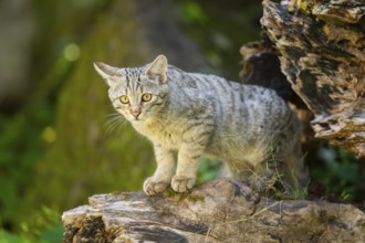 European wildcat (Felis silvestris silvestris) on an old tree trunk, Hesse, Germany