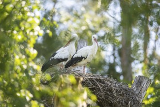 White stork (Ciconia ciconia) pair nesting on a nest in a forest, Hesse, Germany