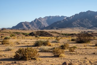 Arid landscape near the Brandberg, Damaraland, Namibia