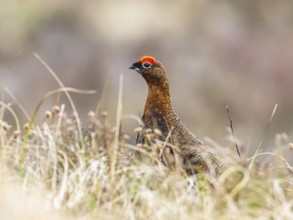 Male of Red Grouse, Lagopus scotica, bird on moors in Scotland