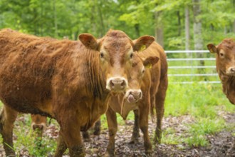 Several brown cows standing on a green and wooded pasture, Waldweide Gechingen, compensation