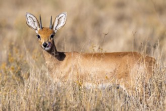 Steenbok (Raphicerus campestris), adult male, standing in dry grass, sticking out tongue, funny, in