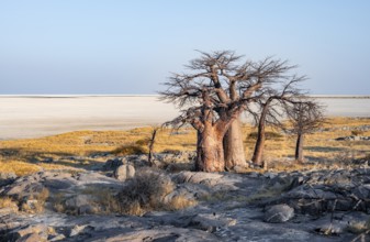 African baobab or baobab tree (Adansonia digitata), arid landscape, Kubu Island (Lekubu), Sowa Pan,