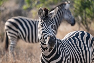 Plains zebra (Equus quagga), adult, animal portrait, Kruger National Park, South Africa