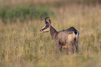 Chamois (Rupicapra rupicapra) on a meadow in the Vosges Mountains, wildlife, France