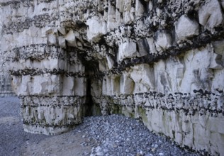 Close-up, cliff, rock formation, Yport, chalk cliffs, alabaster coast, La Côte d'Albâtre, Normandy,