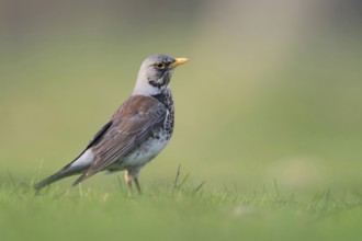 Juniper thrush (Turdus pilaris) in spring, breeding plumage, stands, sits on the ground in the