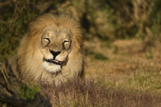 Lion (Panthera leo) male, lying in tall grass in the savannah, Namibia