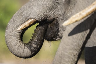 Close-up of an African elephant (Loxodonta africana) drinking with its trunk inside its mouth,