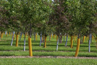 Shelbyville, Michigan - Trees growing at Winding Creek Nursery in west Michigan. The company grows