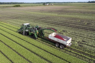 Orangeville, Michigan - Radishes are harvested on a farm in western Michigan