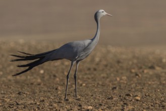 Blue Crane (Grus paradisea), South Africa