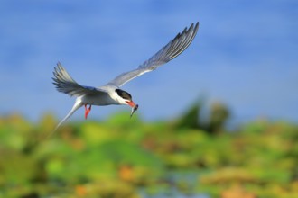 Common Tern (Sterna hirundo) flying with fish prey in beak, Danube Delta, Romania