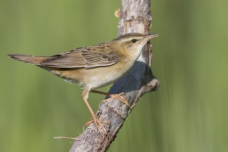 Pallas's Grasshopper Warbler - Streifenschwirl - Locustella certhiola ssp. centralasiae, Kazakhstan