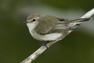 Lemon-bellied Flyrobin (Microeca flavigaster tormenti), Western Australia, Australia