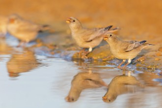 Wüstengimpel, Trumpeter Finch, Rhodopechys githaginea, Roselin githagine, Bouvreuil githagine,