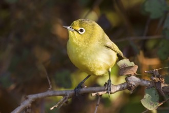 Canary White-eye (Zosterops luteus), Western Australia, Australia