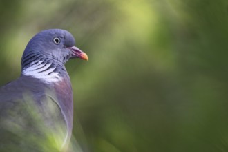 Common Wood Pigeon (Columba palumbus), Mallorca, Spain