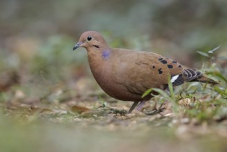 Zenaida Dove (Zenaida aurita) perched on the ground in Cuba