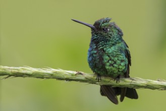 Blue-tailed Emerald (Chlorostilbon mellisugus) perched on a branch in Manu National Park, Peru
