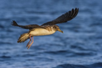 Cory's Shearwater (Calonectris borealis) flying, Eilat, Israel